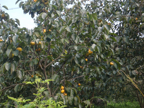 Persimmon Tree.